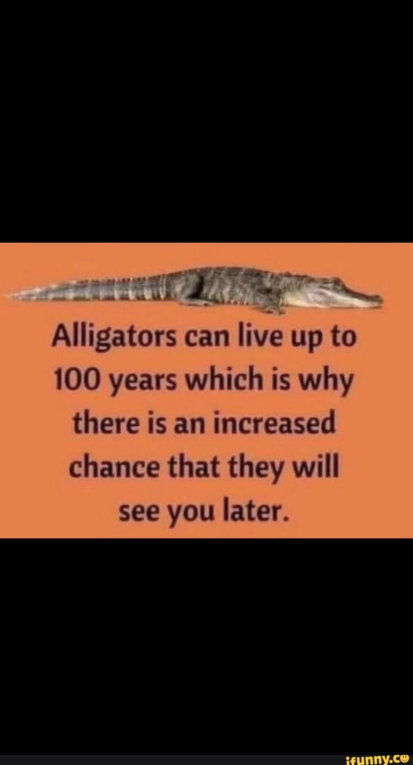 Alligators Can Live Up To 100 Years Which Is Why There Is An Increased Chance That They Will See You Later