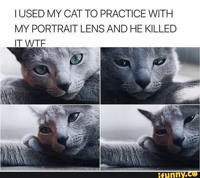 I USED MY CAT TO PRACTICE WITH MY PORTRAIT LENS AND HE KILLED