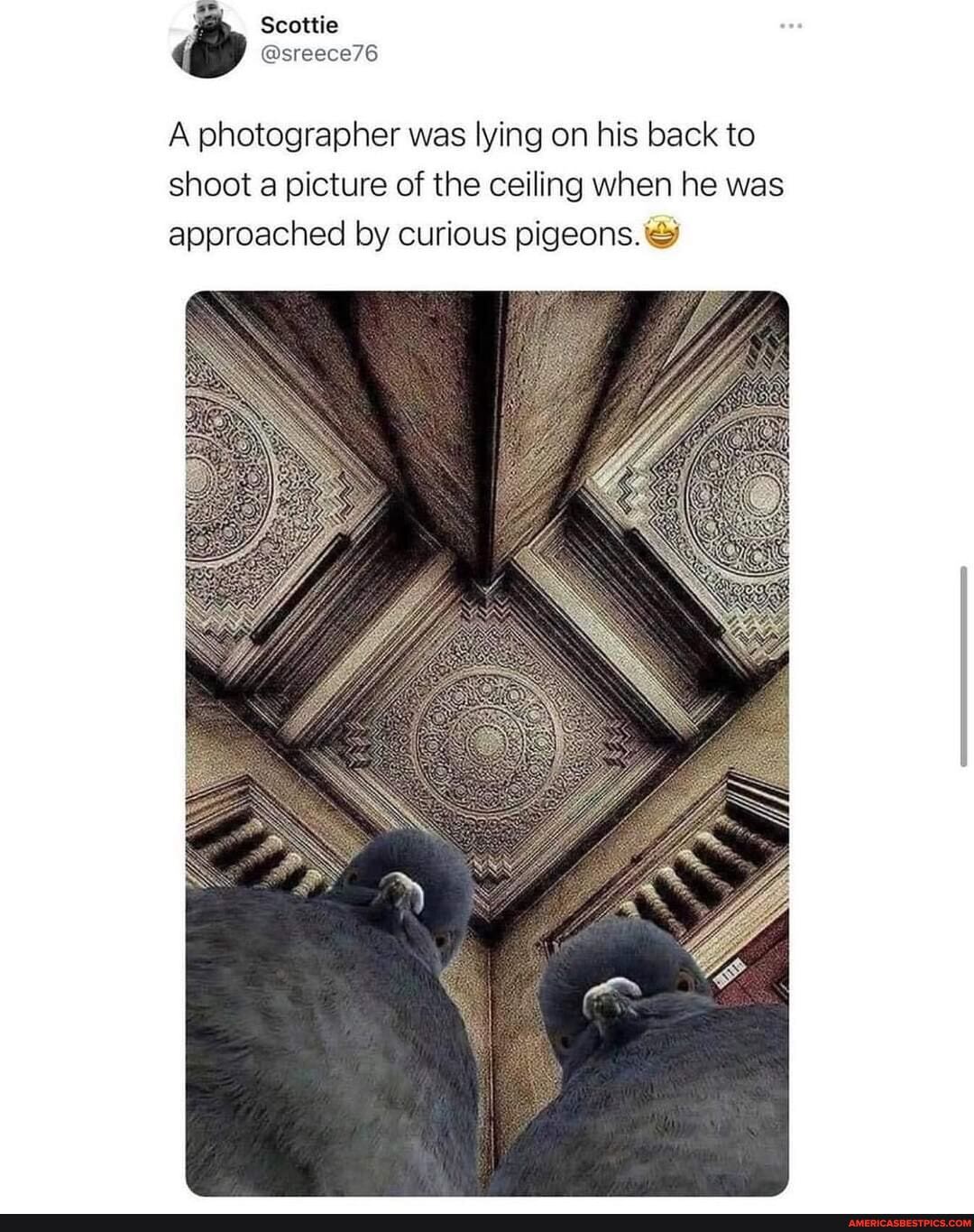A photographer was lying on his back to shoot a picture of the ceiling when he was approached by curious pigeons.