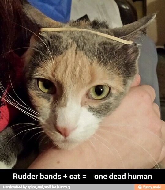 Rudder bands + cat = one dead human