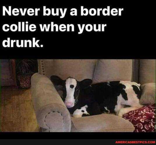 Never buy border collie when your drunk.