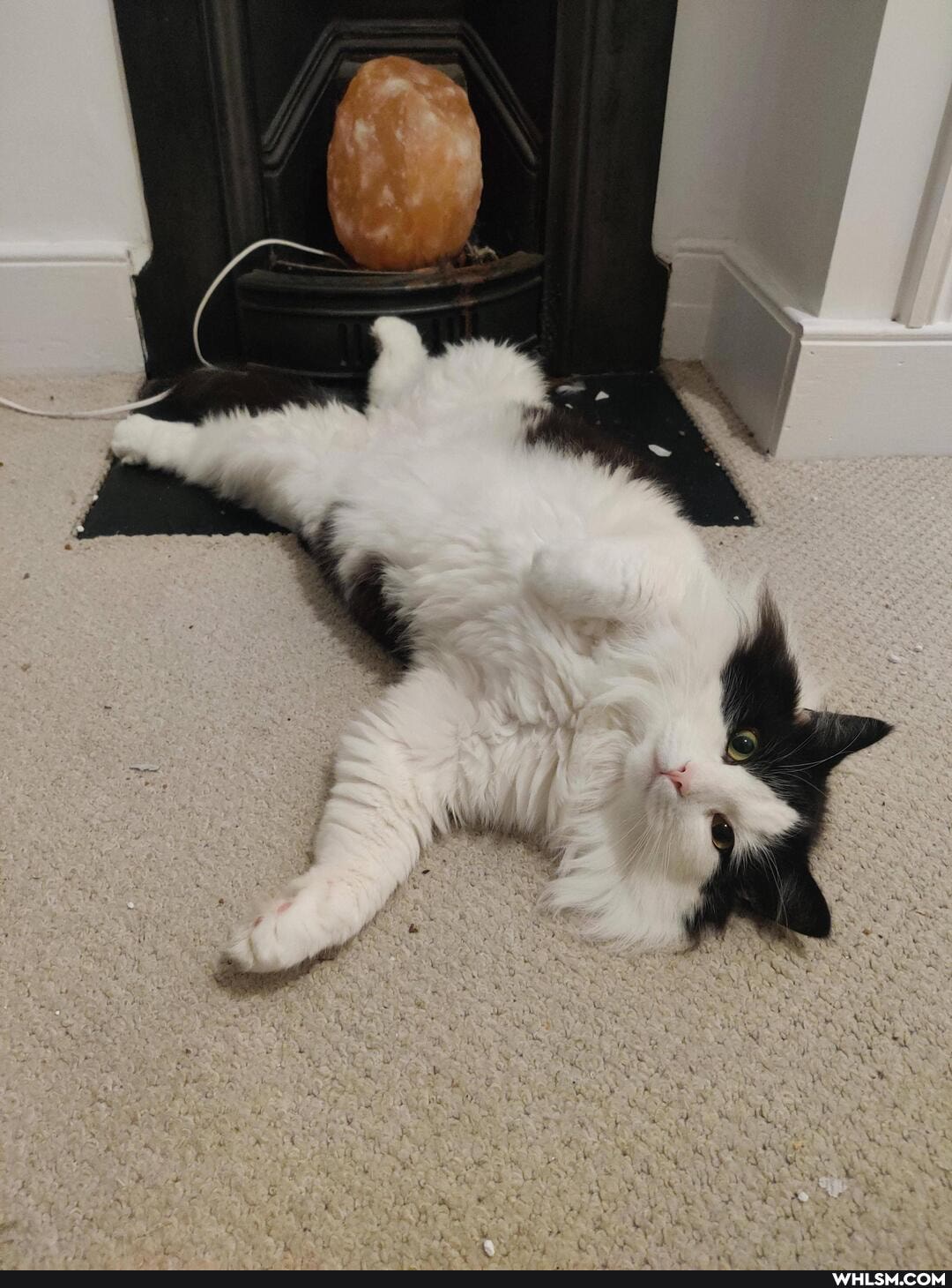 funny, cats, caturday