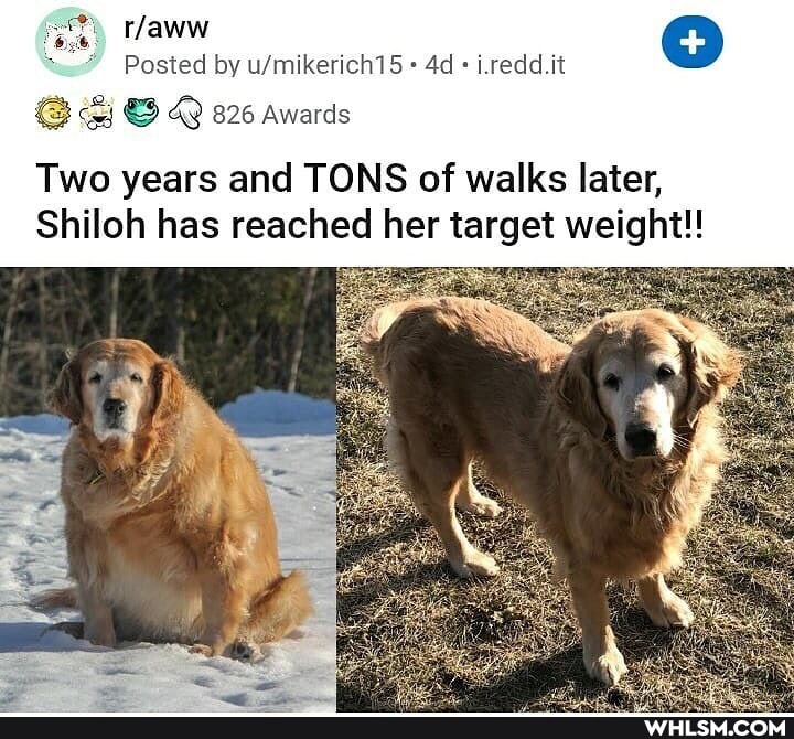 Posted by i.redd.it
Awards
Two years and TONS of walks later,
Shiloh has reached her target weight!!