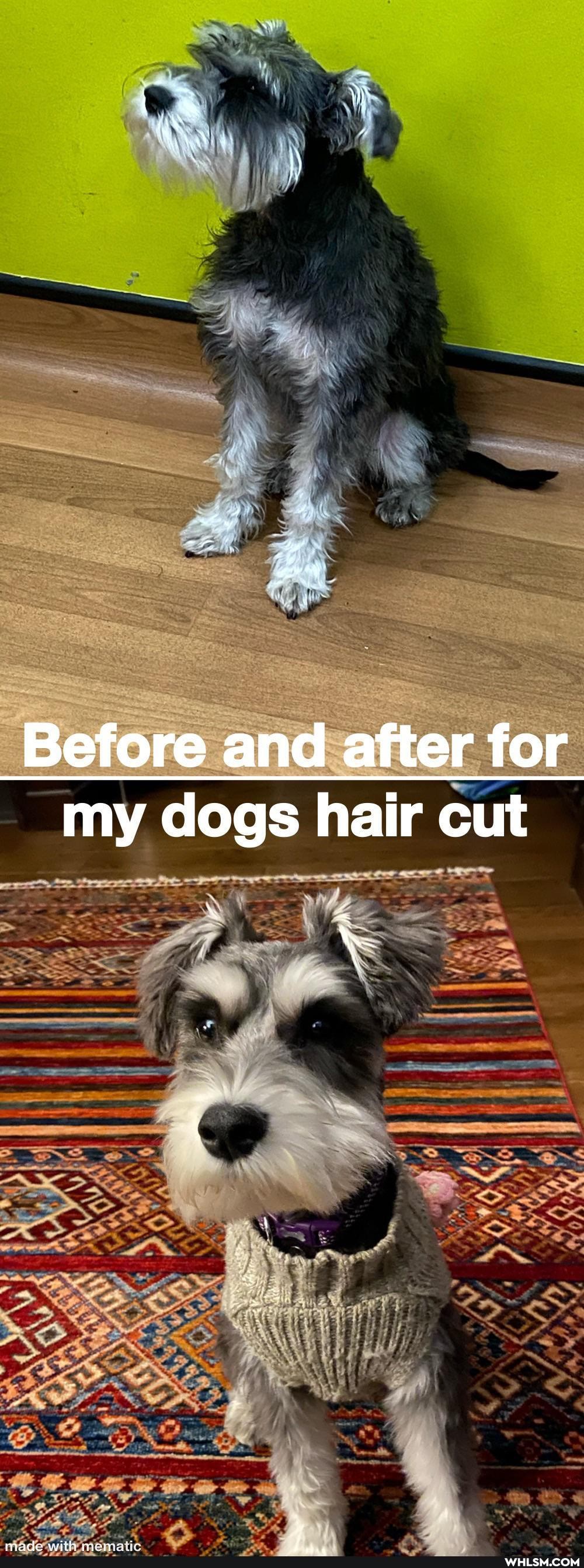 Before and after for my dogs hair cut
