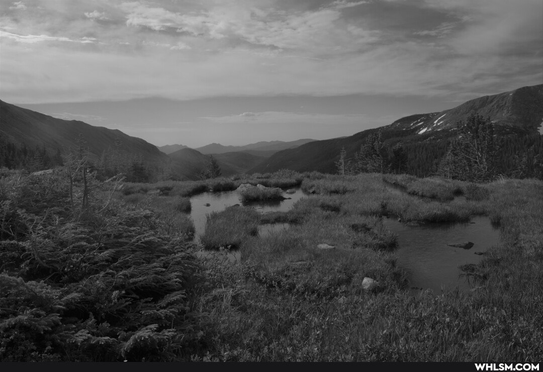 wildlife, photography, neature, noediting