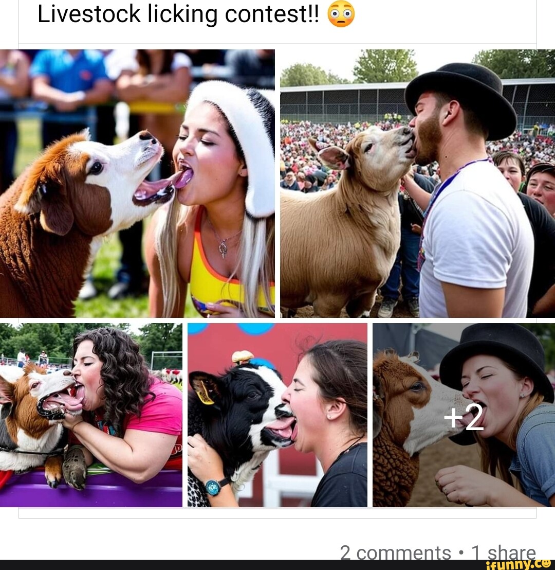 livestock-licking-contest-d-eomments-share-ifunny