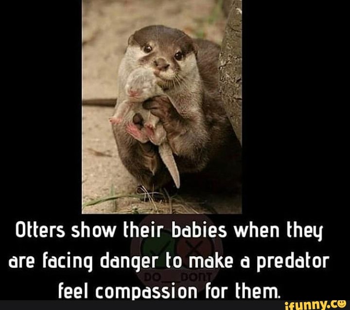 S Otters show their babies when theu dre facinq ddnqer to make a predator feel compassion for