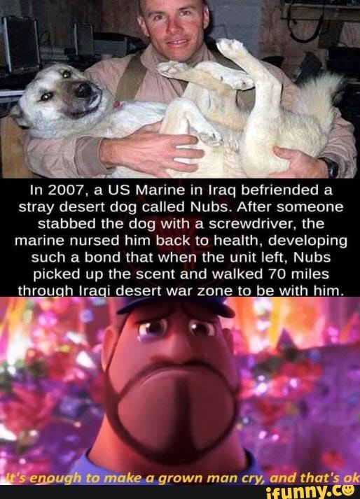 In 2007. a US Manne In Iraq befriended a
stray desert dog called Nubs. After someone
stabbed the dog with a screwdriver‘ the
marine nursed him back to health, developing
such a bond that when the unit left, Nubs
picked up and walked miles
With