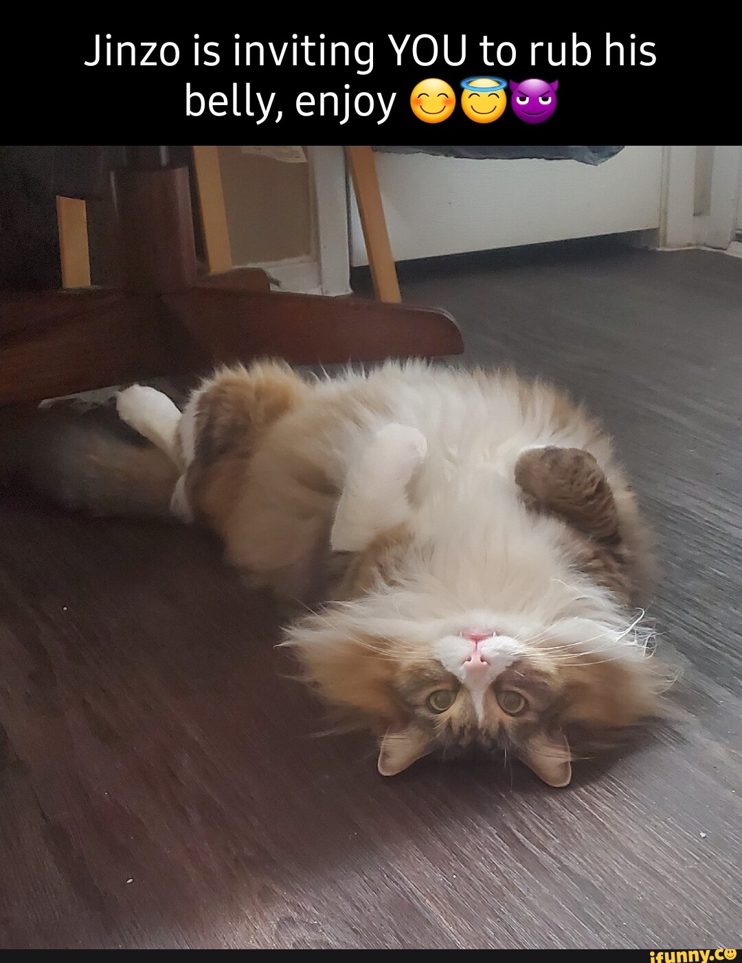 Plotting Evil Cat Meme