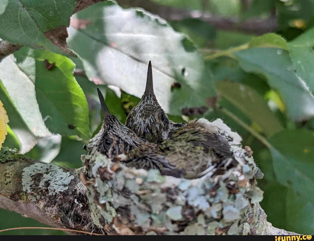 Nested memes. Best Collection of funny Nested pictures on iFunny