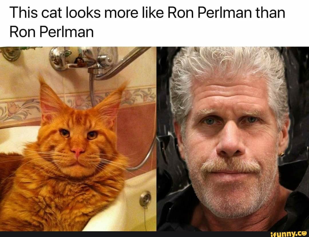 This cat looks more like Ron Perlman than
Ron Perlman