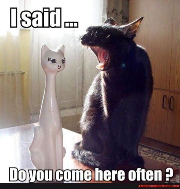 come here often ?