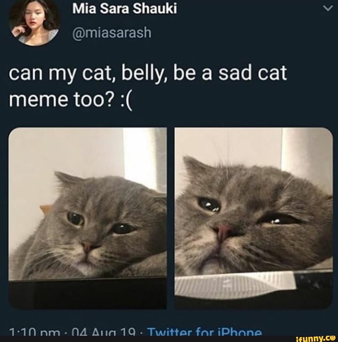 Cat me перевод. My Cat meme. Мем me too с котом. Cat belly meme. Programming Sad Cat.