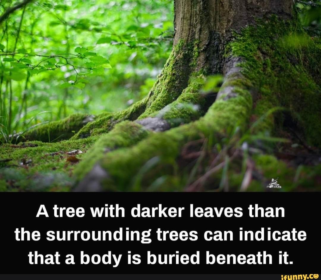A tree with darker leaves than the surrounding trees can indicate that