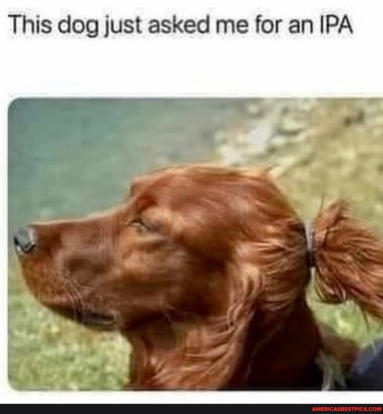 This dog just asked me for an IPA