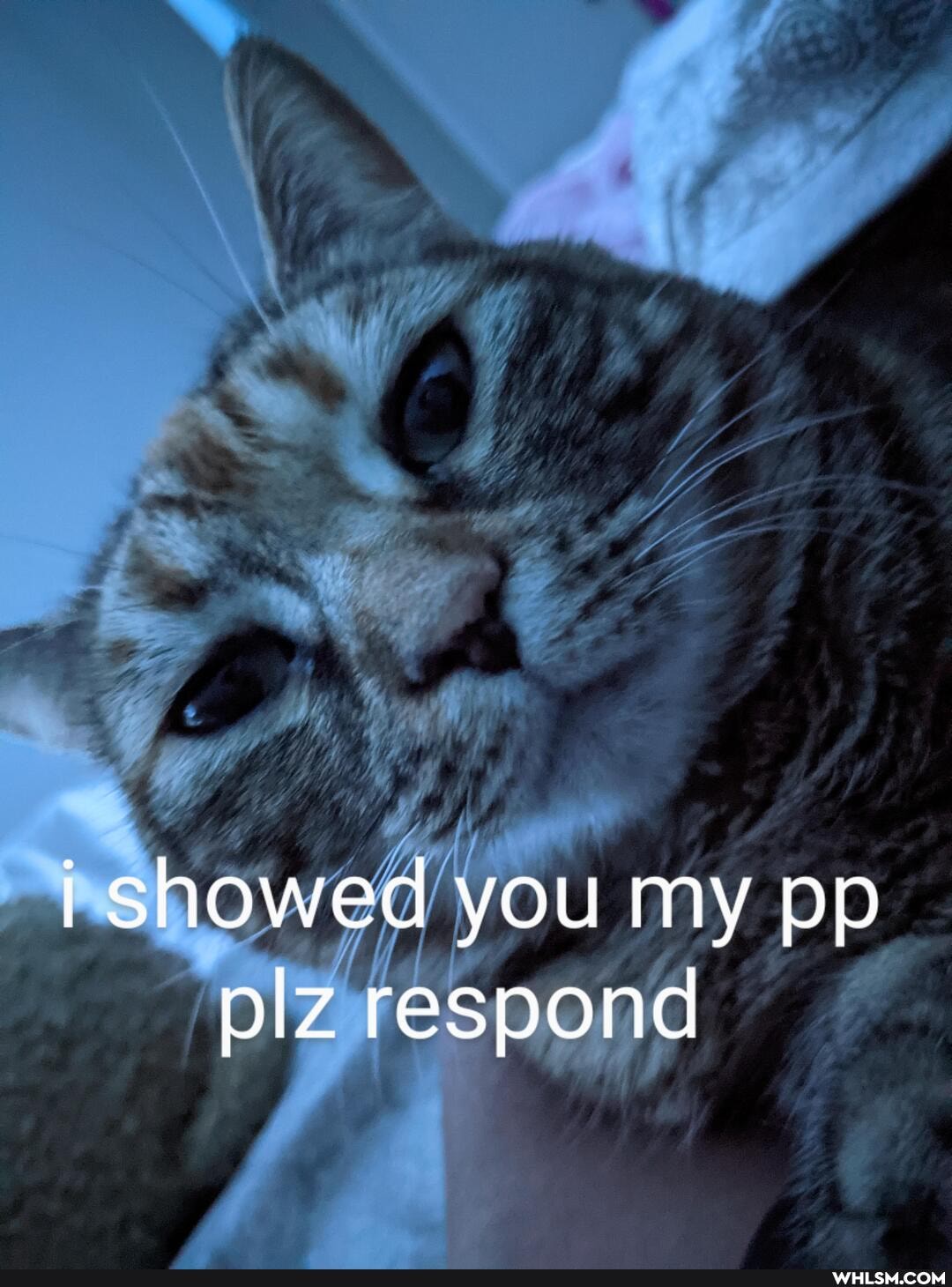 i showed you my pp plz respond