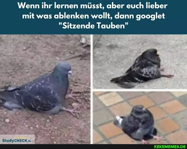 Wenn ihr lernen müsst, aber euch lieber mit was ablenken wollt, dann googlet
"Sitzende Tauben"
StudyCHECK."