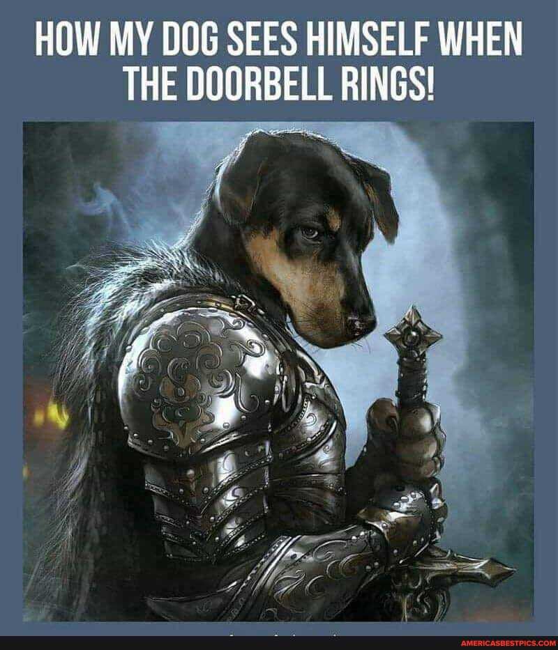 HOW MY DOG SEES HIMSELF WHEN THE DOORBELL RINGS!