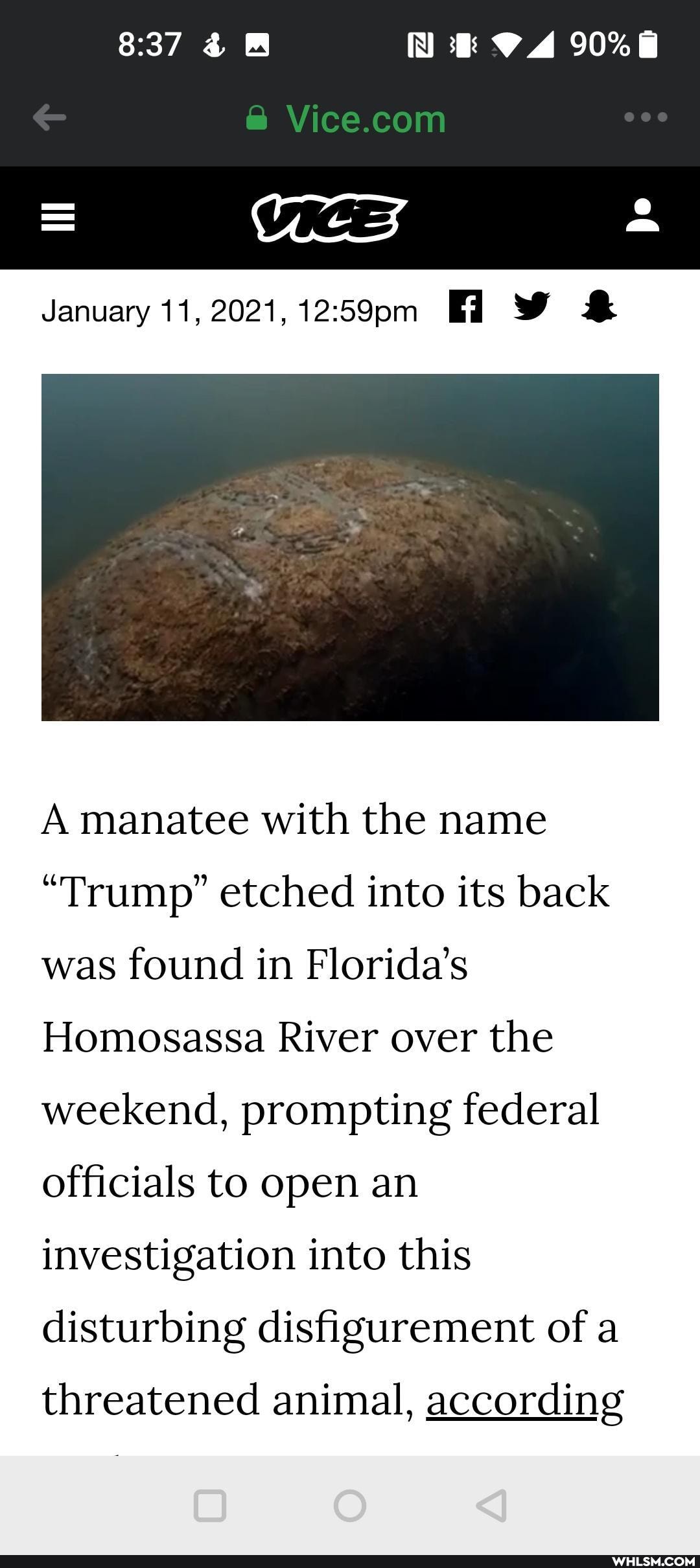VICE
January 11, Fl &
A manatee with the name
"Trump" etched into its back was found in Florida's
Homosassa River over the weekend, prompting federal officials to open an investigation into this disturbing disfigurement of a
threatened animal, according