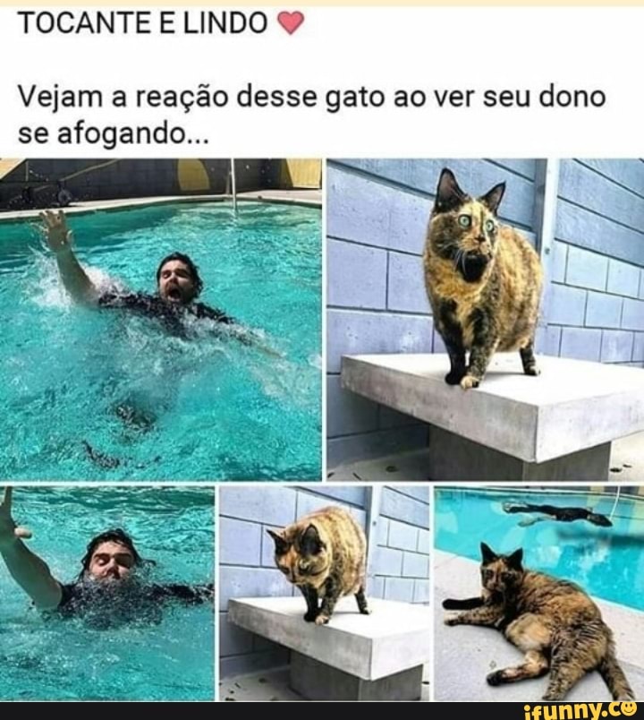 TOCANTE E LINDO 9
Vejam a reação desse gato ao ver seu dono
se afogando...