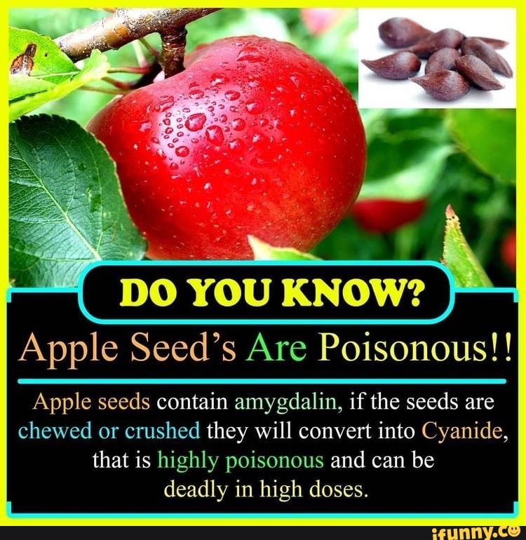 Appleseeds memes. Best Collection of funny Appleseeds pictures on iFunny