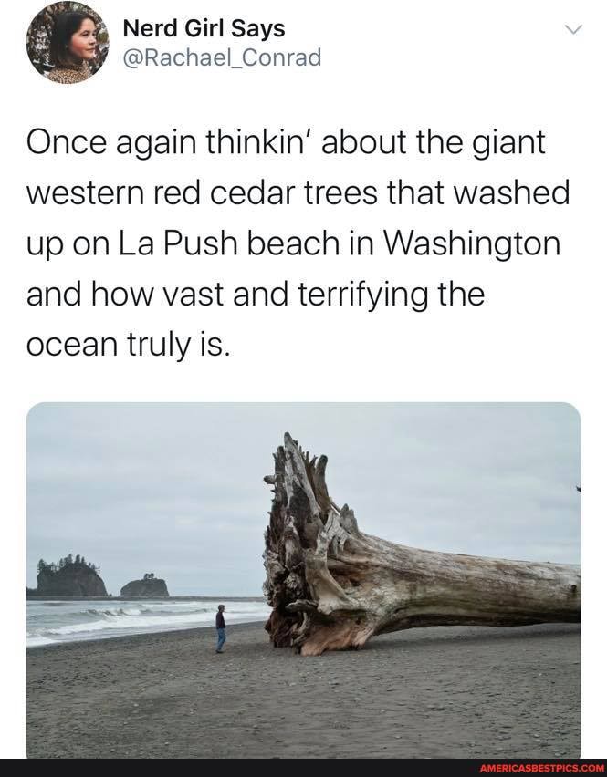 Once again thinkin' about the giant western red cedar trees that washed up on La Push beach in Washington and how vast and terrifying the ocean truly is.