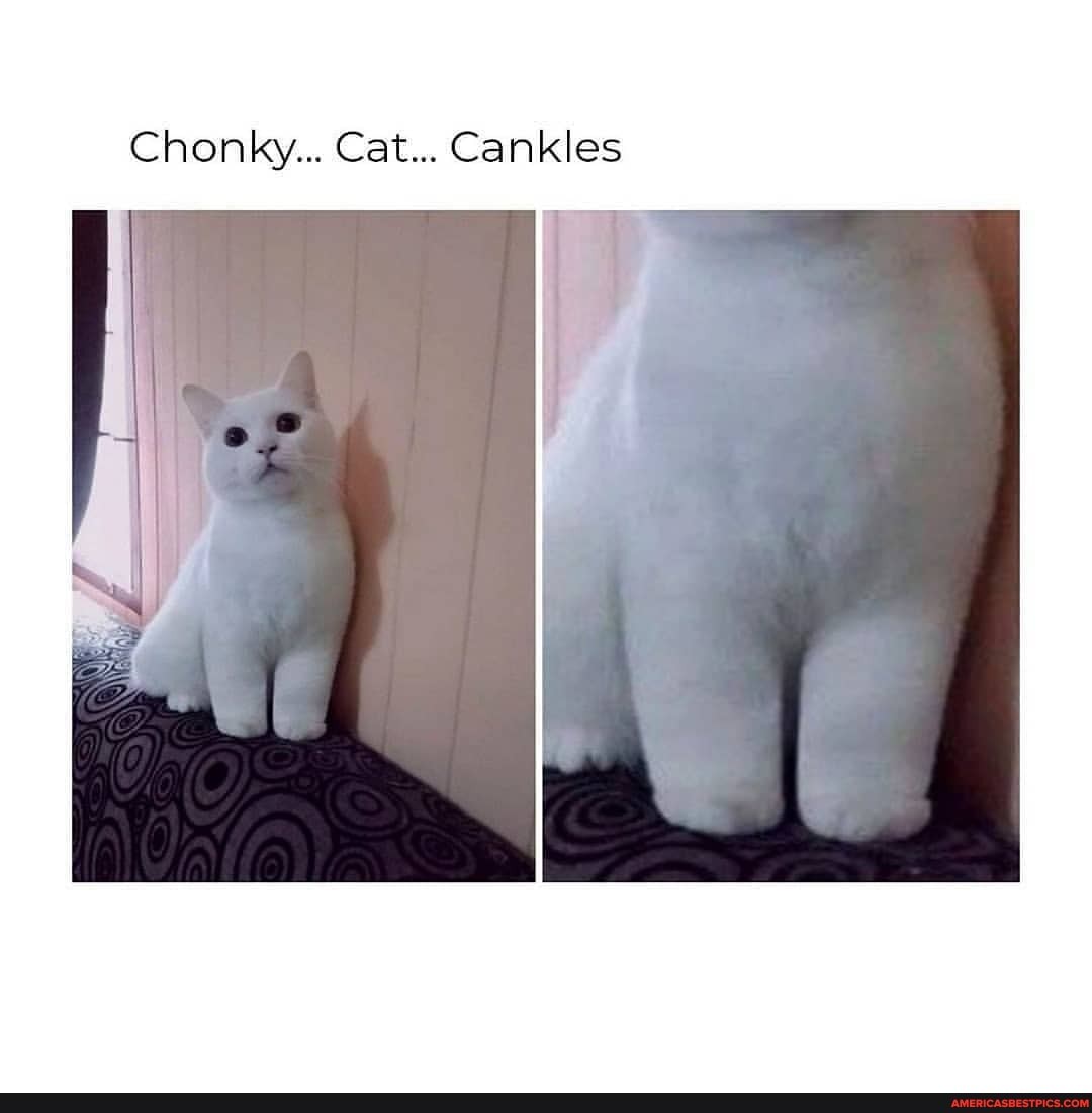 Chonky... Cat... Cankles