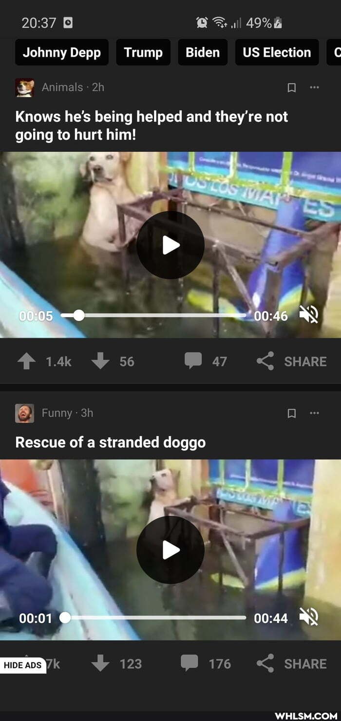 Johnny Depp Trump Biden US Election
Animals
Knows he's being helped and they're not going to hurt him!
56 SHARE
Funny
Rescue of a stranded doggo
123 SHARE