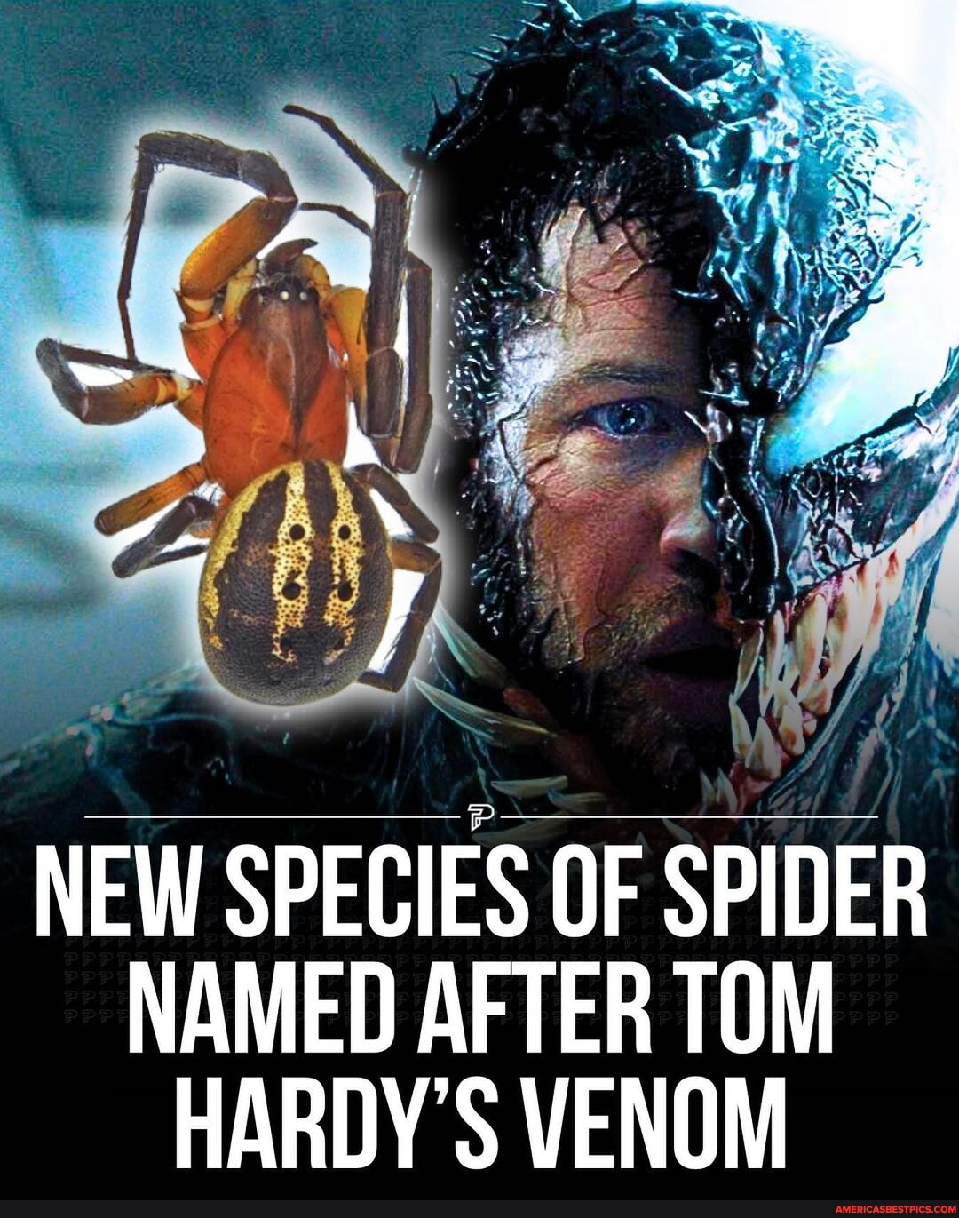 The Venom Spider: new genus named after Tom Hardy's Marvel character