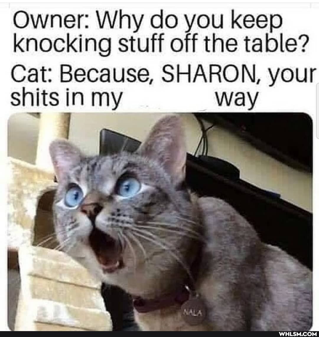 Owner: Why do you keep knocking stuff off the table?
Cat: Because, SHARON, your shits in my way
