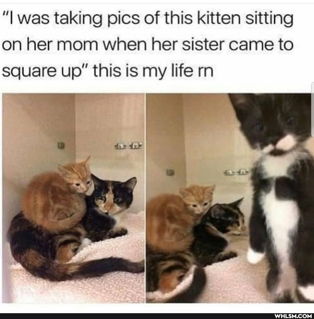 was taking pics of this kitten sitting on her mom when her sister came to square up" this is my life rn