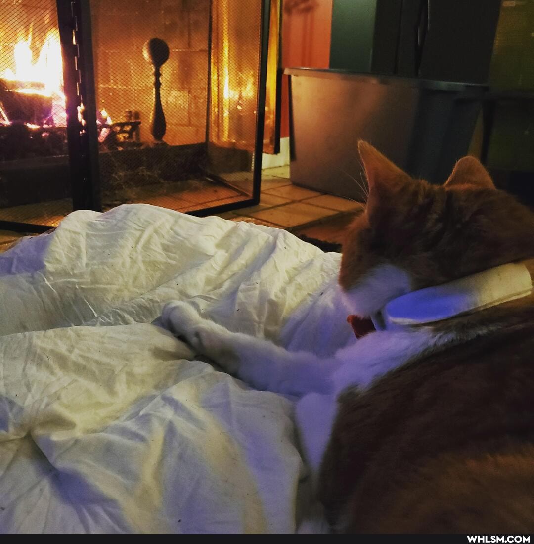 cat, fire, cuddles