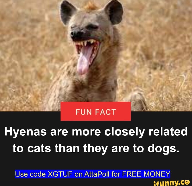 FUN FACT Hyenas are more closely related to cats than they are to dogs