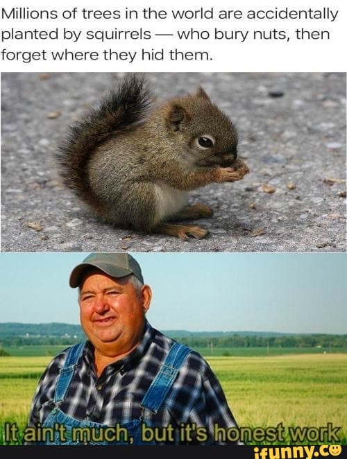 Millions of trees in the world are accidentally planted by squirrels