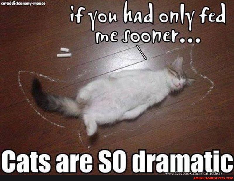 cataddictsanony-mouse
if you had only fed
Cats are SO dramatic