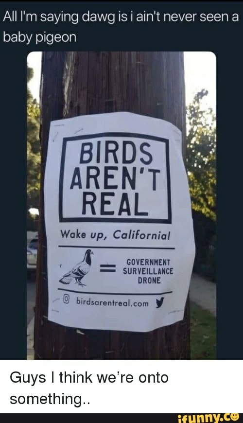 Alll'm saying dawg is i ain't never seen a
baby pigeon
Wake y,
Californial i
sine a
O birdsarentreal.com Y
Guys I think we're onto
something..