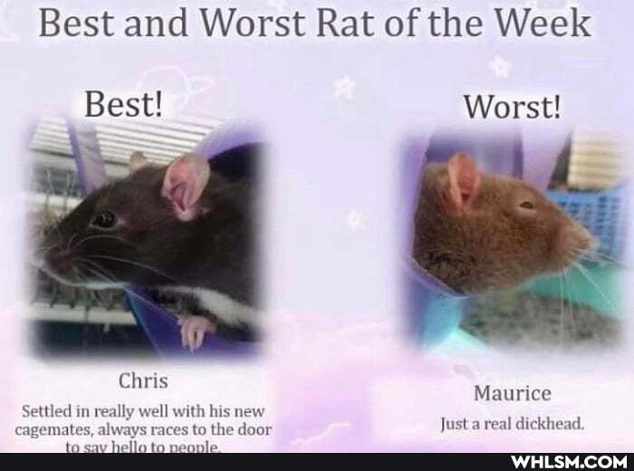 Best and Worst Rat of the Week
Best! Worst!
Chris
Maurice
Settled in really well with his new
cavgemates. alwavs races to the door Just a real dickhead.