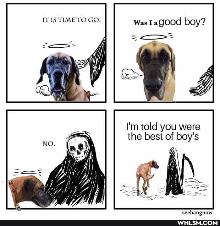 IT IS TIME TO GO. Was agood boy?
I'm told you were the best of boy's