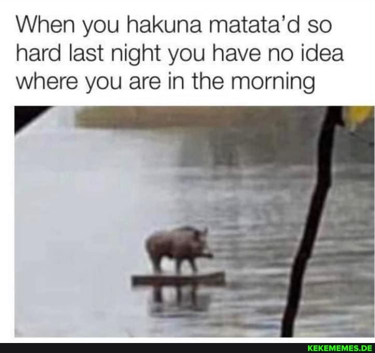 When you hakuna matata'd so hard last night you have no idea where you are in th