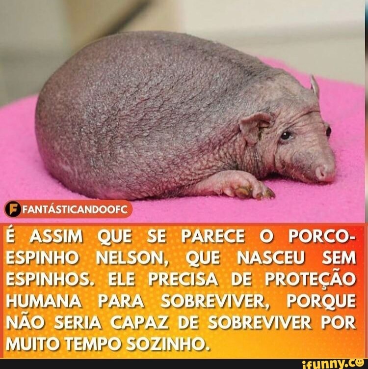 ERA Ce
E ASSIM QUE SE PARECE O PORCO ESPINHO MELSON, QUE NASCEU SEM ESPINHOS. ELE PRECISA DE PROTEÇÃO HUMANA PARA SOBREVIVER; PORQUE NÃO SERIA CAPAZ DE SOBREVIVER POR MUITO TEMPO SGZINHO.