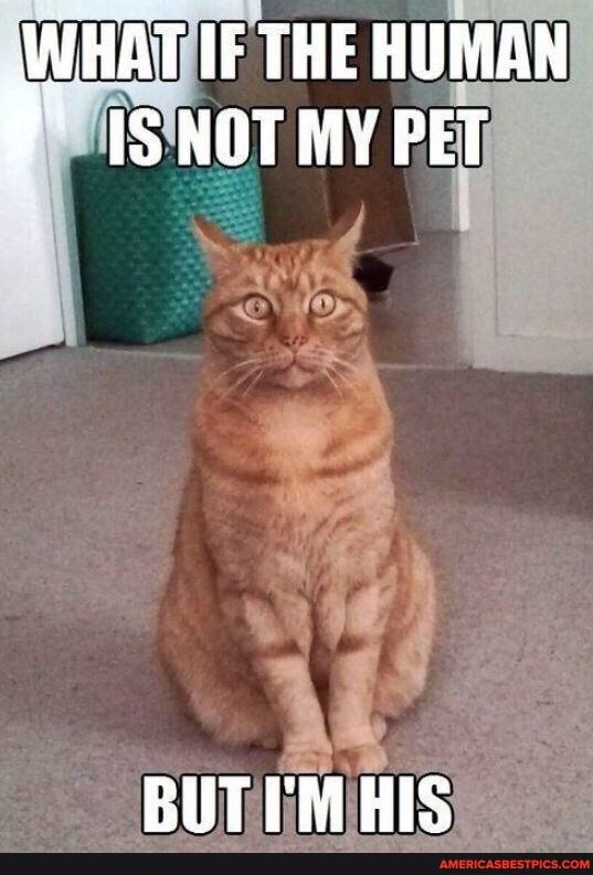 WHAT IF THE HUMAN isNOT MY PET
BUT I'M HIS