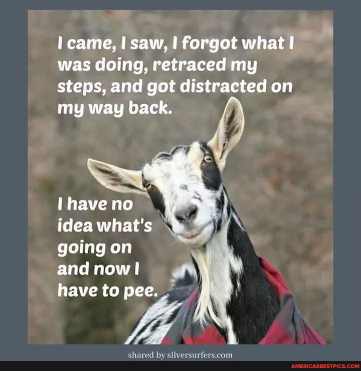 came, saw, I forgot what was doing, retraced my
steps, and got distracted on
my way back.
Ihave no idea what's going on and now! f\ have to pee.
shared by silversur
