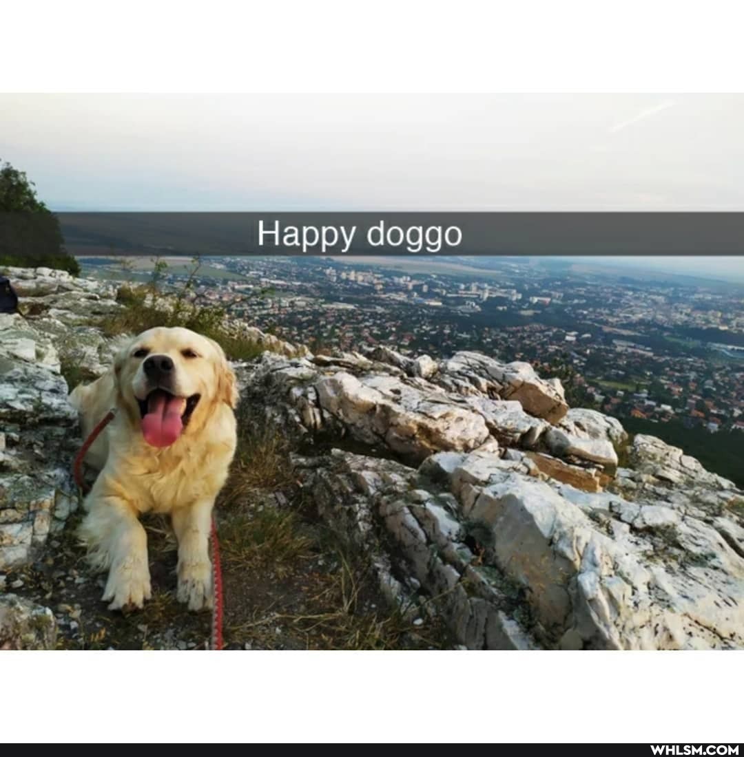 Happy doggo
= /
SS
