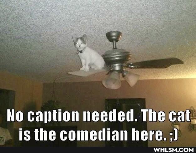 No caption needed. The cat is the comedian here