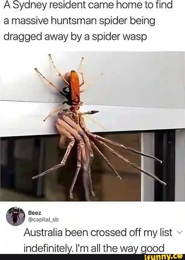 A sydney resident came home to find a massive huntsman spider being ...