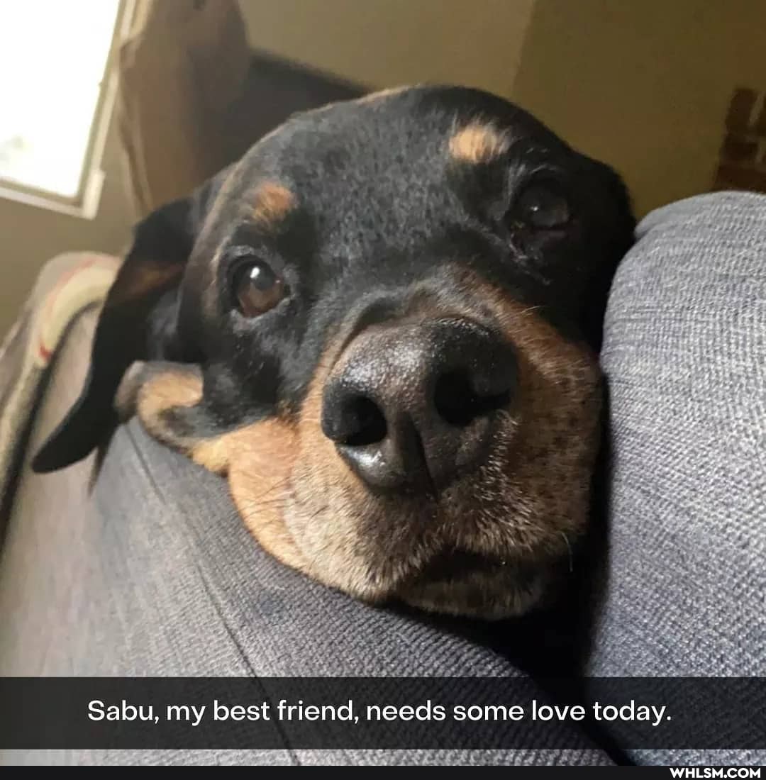 We
Sabu, my best friend, needs some love today.