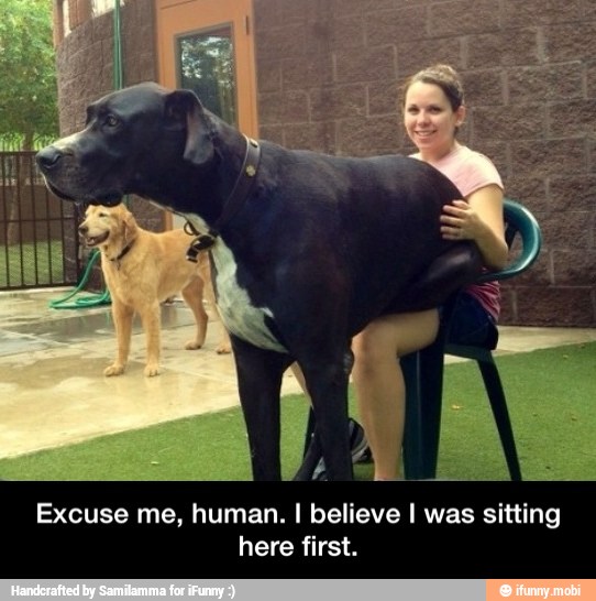 Excuse me, human. I believe I was sitting
here first. - Excuse me, human. I believe I was sitting here first.