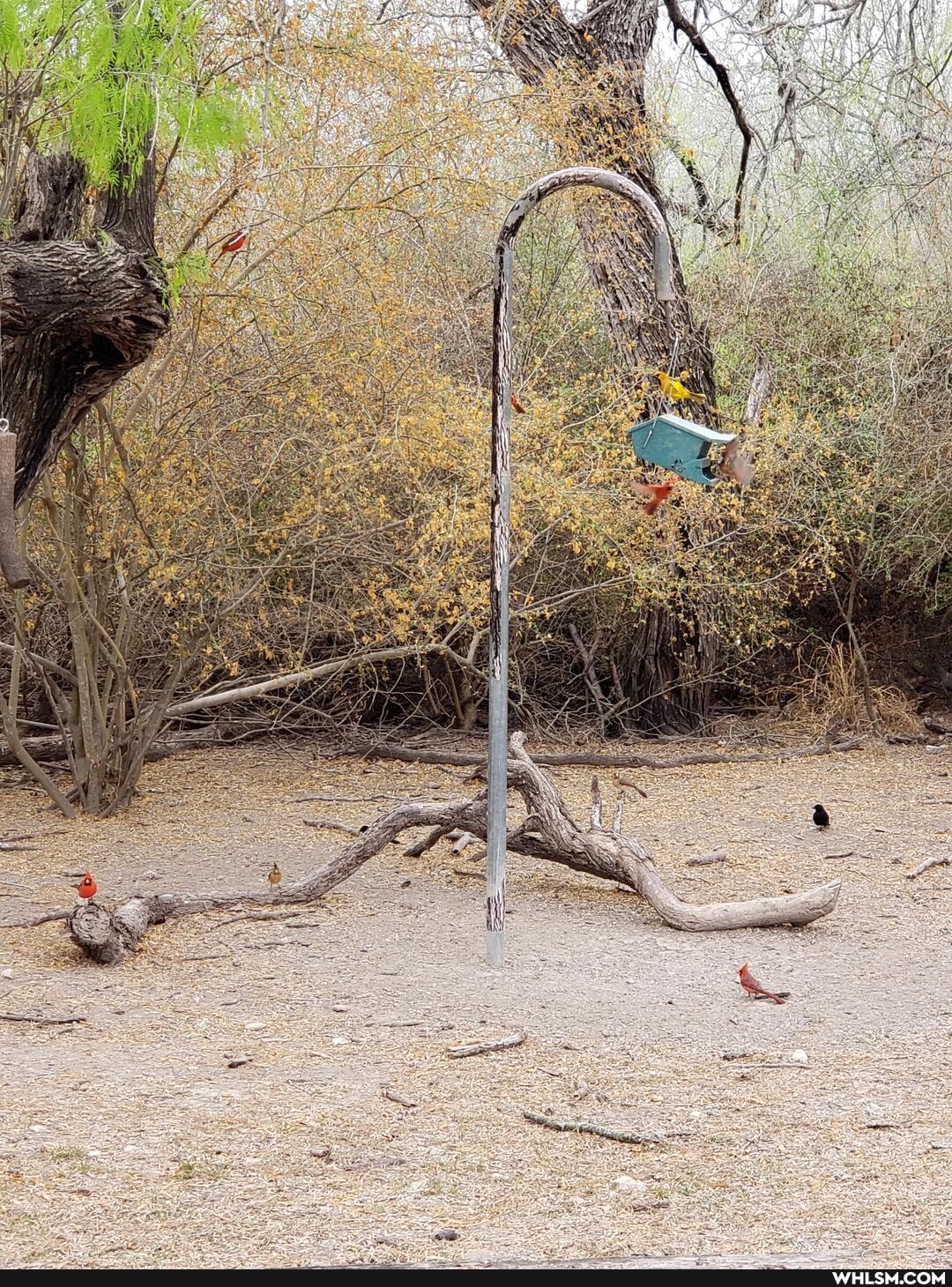 the_great_outdoors, birds, birdwatching, state_parks