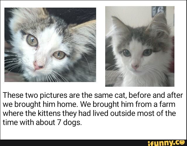 These two pictures are the same cat, before and after we brought him home. We brought him from a farm where the kittens they had lived outside most of the time with about 7 dogs.