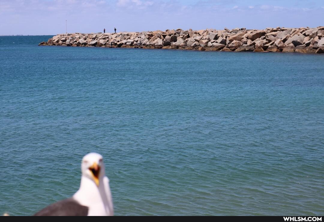 fail, photography, birds